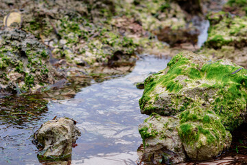 Green Moss-Covered Rocks Along a Calm Flowing Stream in Nature..