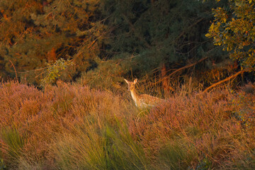 female fallow deer on a hill in the evening sun, female fallow deer in the blooming heath, fallow...