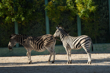 Zebras Zoo Enclosure Animals - Two zebras stand in a zoo enclosure, likely captured for documentation or educational purposes.