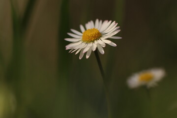 fiore di pratolina in primavera