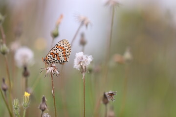 una farfalla melitaea su un fiore al tramonto