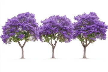 Obraz premium A row of purple trees on a white surface, great for nature, decoration, or design concepts