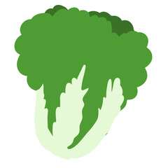 Chinese cabbage