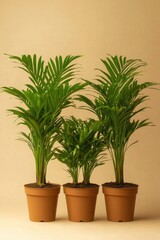 Obraz premium Three small potted plants sit on top of a wooden table, surrounded by empty space