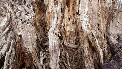 Weathered and Gnarled Ancient Tree Roots with Rough Texture