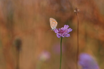 una farfalla licenide al tramonto