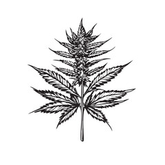 Naklejka premium Vector of cannabis plant botanical illustration in black and white woodcut style, detailed leaf and bud structure.
