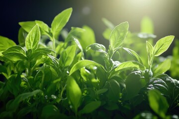 Obraz premium A close-up view of a plant with green leaves, ideal for use in nature-inspired designs or illustrations