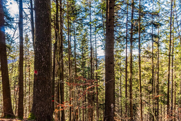 Landscapes - Forest - Europe, Romania, Suceava region  
