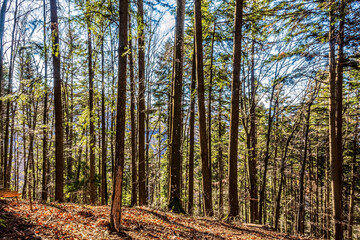 Landscapes - Forest - Europe, Romania, Suceava region  