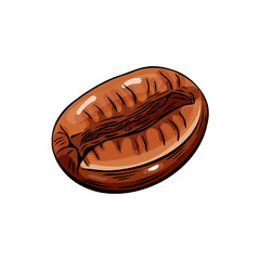 Engraving, coffee bean, vector illustration in color and line sketch