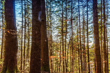 Landscapes - Forest - Europe, Romania, Suceava region  