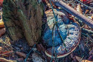 Landscapes - Forest - Europe, Romania, Suceava region  