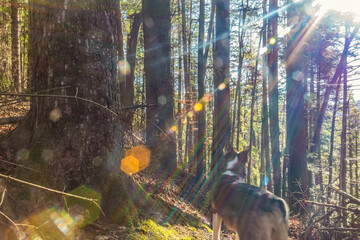 Landscapes - Forest - Europe, Romania, Suceava region  
