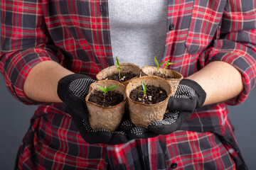 Paprika seedlings in peat pots. Young pepper sprout. Gardening concept, springtime.