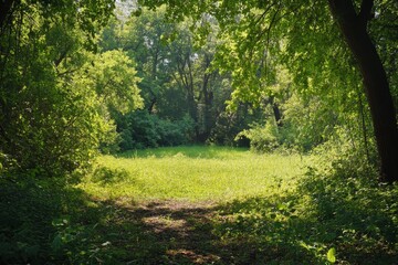 Sunlit clearing in lush green forest with path.