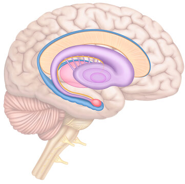 Representation of the brain and the limbic system. Set of brain structures involved in emotions, memory, and behavior. Including the amygdala, hippocampus, and hypothalamus.