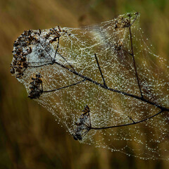 Morning dew coats a spider web on a dried branch in a tranquil field at sunrise
