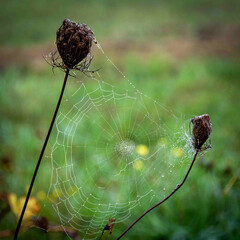 Delicate spider web glistening with dew on dried flowers in a serene garden setting