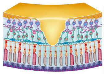 Schematic illustration of a segment of the retina, showing the light-sensitive photoreceptor cells.
