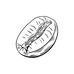 Engraving, coffee bean, vector illustration in color and line sketch