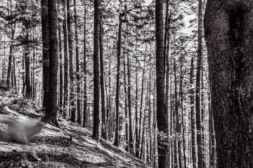 Fototapeta premium Landscapes - Forest - Europe, Romania, Suceava region 