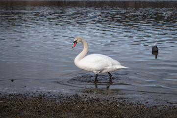 山中湖の白鳥と水鳥