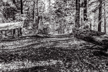 Landscapes - Forest - Europe, Romania, Suceava region  
