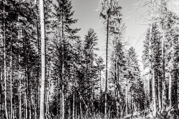 Landscapes - Forest - Europe, Romania, Suceava region  