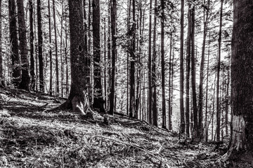 Landscapes - Forest - Europe, Romania, Suceava region  