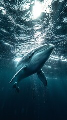 Fototapeta premium HD Phone Wallpaper Majestic Pygmy Right Whale Underwater Encounter Ocean Wildlife Photography