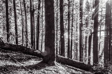 Landscapes - Forest - Europe, Romania, Suceava region  