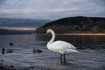 山中湖の白鳥と水鳥