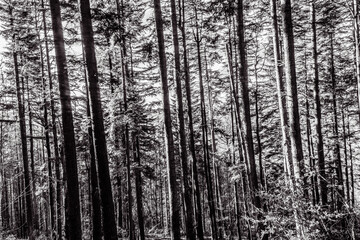 Landscapes - Forest - Europe, Romania, Suceava region  