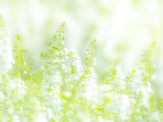 夏の公園や花壇を彩るアンゲロニアのあるぼんやりとボケた景色。心象風景。背景。自然風景素材。