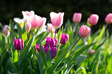 Elegant tulips in shades of pink and purple stand tall in the heart of a spring garden. This harmonious scene of tulips and greenery showcases the beauty of a well-designed spring garden