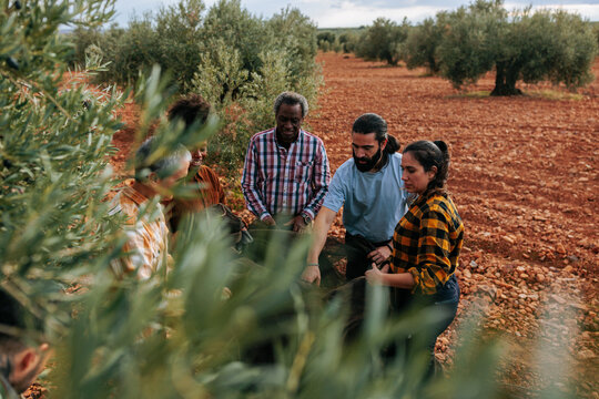 Farmers harvesting olives in orchard: teamwork and tradition - Powered by Adobe
