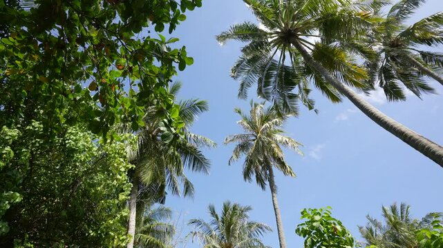 Tropical coconut palm leaf swaying in the wind with sun light, Summer background, slow motion. 4k footage