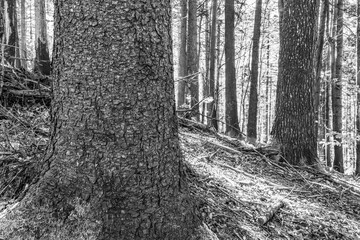 Landscapes - Forest - Europe, Romania, Suceava region  