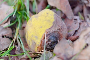 half rotten quince on the ground