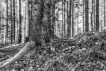 Landscapes - Forest - Europe, Romania, Suceava region  