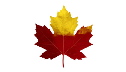 A realistic maple leaf in a red and yellow gradient, in a clipart style, isolated on a white background. Highly detailed photography with deep focus and perspective. 