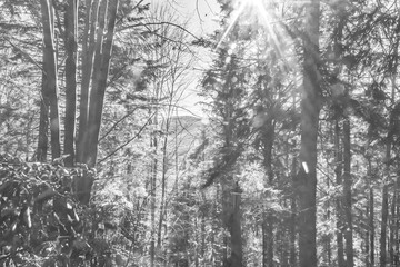 Landscapes - Forest - Europe, Romania, Suceava region  