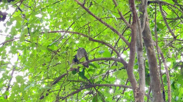 The spotted owlet is perching on the branch of a tree during the day.