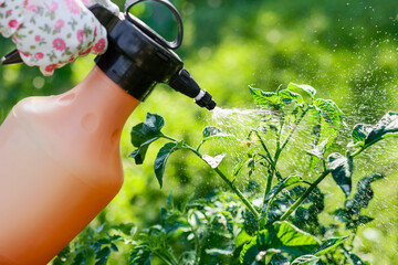 Spray Tomato Blossom. Worker Hand Spraying Tomatoes Plants during Blooming. Tomato Spray against...