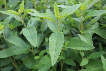 Cordia verbenacea
