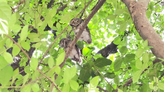 The spotted owlet is perching on the branch of a tree during the day.