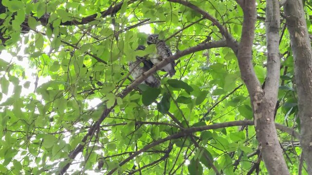 The spotted owlet is perching on the branch of a tree during the day.