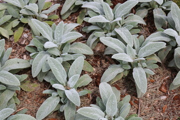 Stachys byzantina