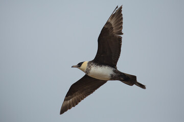 Pomarine skua (Stercorarius pomarinus) in flight, Yorkshire, United Kingdom, UK